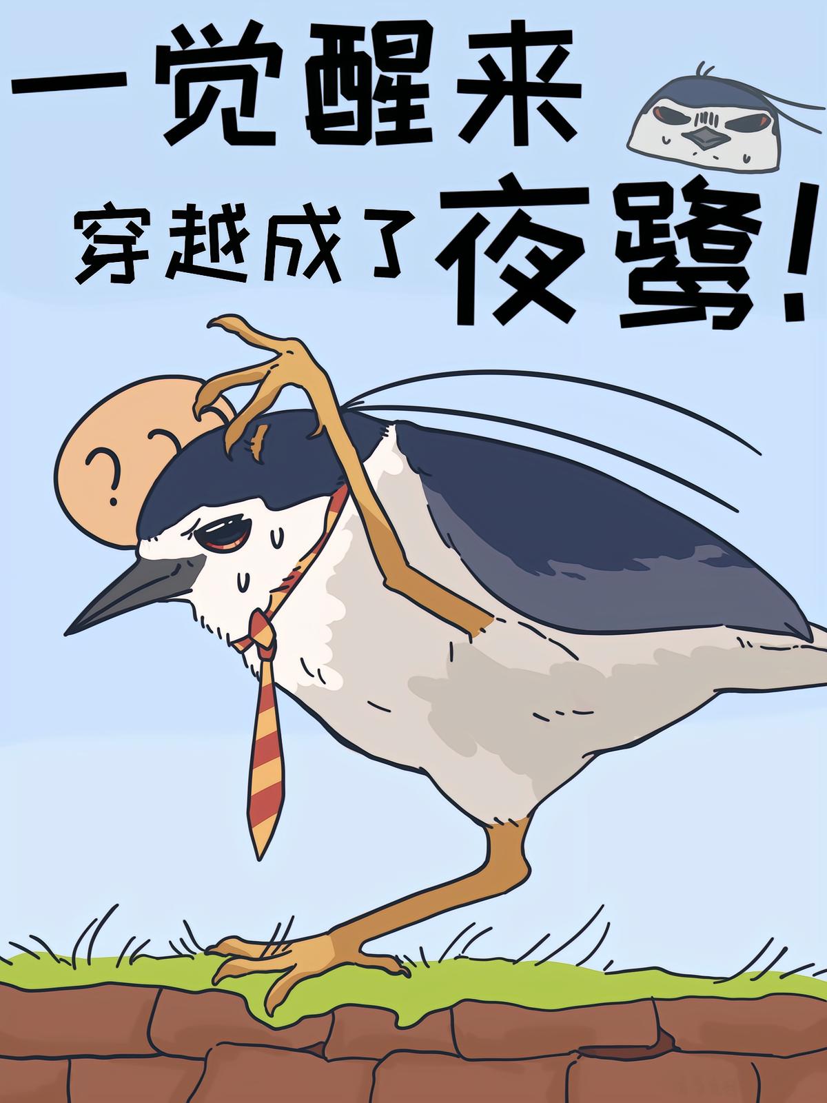 一覺醒來，穿越成了夜鷺